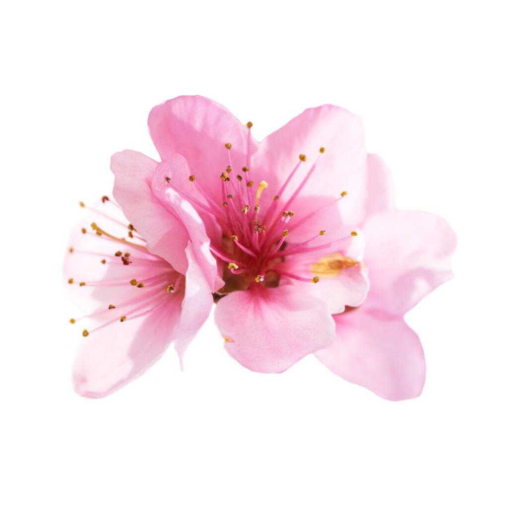 Flower decor