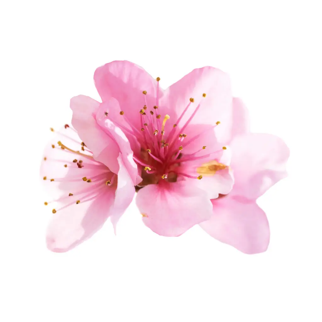 Flower decor
